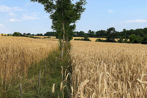Baumreihe im Getreidefeld.