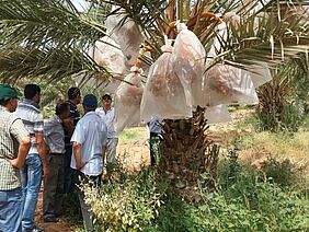 Palmtrees with group of people, the fruits are wrapped up in nets.