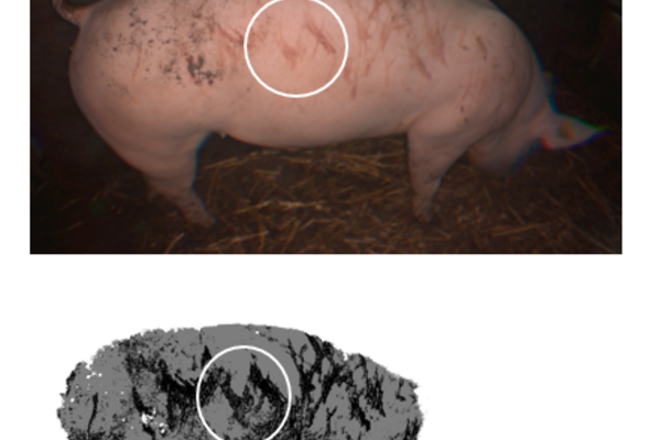 Schwein mit Hautläsionen und graphische Darstellung