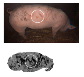 Schwein mit Hautläsionen und graphische Darstellung