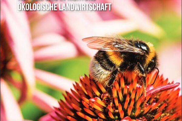 Titelblatt der Studie "Plan Bee"