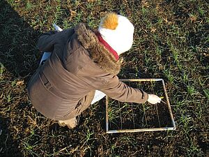 Frau auf Feld mit noch jungem Getreide, vor ihr auf dem Boden ein quadratischer Holzrahmen