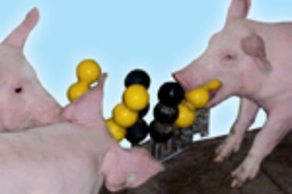 © Universität Kassel Ferkel mit Wühlkegel
