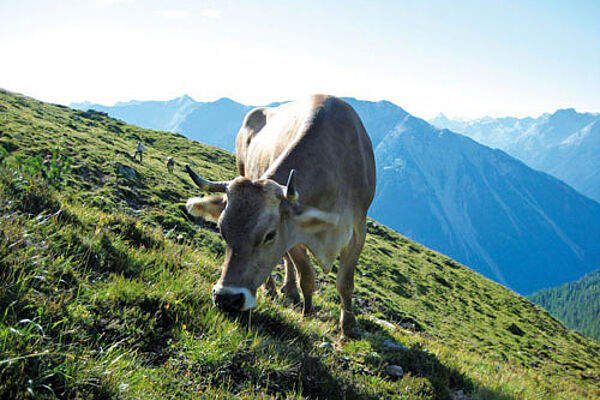 Braunvieh auf Bergweide