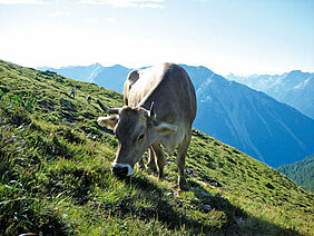 Braunvieh auf Bergweide