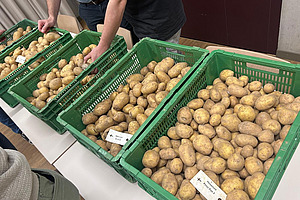 Eine Reihe grüner Kisten mit Kartoffeln.