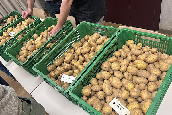 Eine Reihe grüner Kisten mit Kartoffeln.