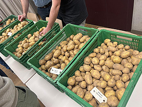 Eine Reihe grüner Kisten mit Kartoffeln.