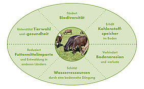 Eine grüne, ovale Grafik zeigt in der Mitte eine Kuh auf einer Weide und aussenrum sind die Vorteile von Kühen beschrieben.