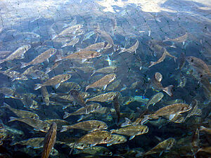 Gilthead seabream in a net pen.