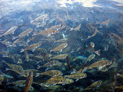 Gilt-head breams in net pen farming system