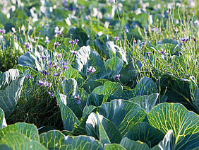 Kornblumen zwischen Kohlpflanzen