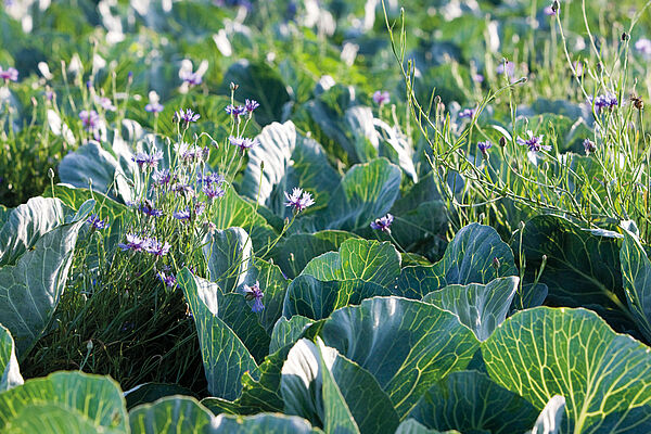 Kornblumen zwischen Kohlpflanzen