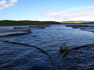 Net pens with feed delivery systems