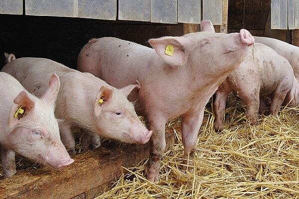 Piglets in the hay