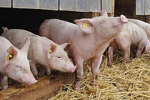 Piglets in the hay