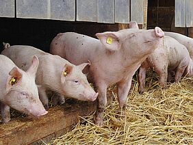 Piglets in the hay