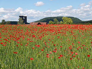 Ein rot blühendes Mohnfeld vor einem hellbraunen Himmel.