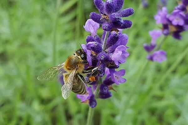 Une abeille sur une fleur