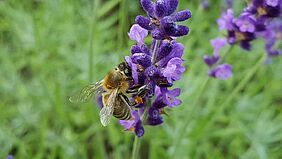 Biene auf einer Blüte