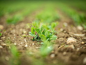 Kleine Erbsenpflanze.