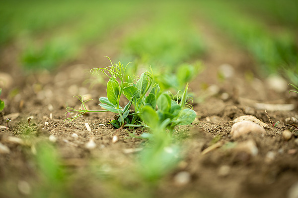 Kleine Erbsenpflanze.