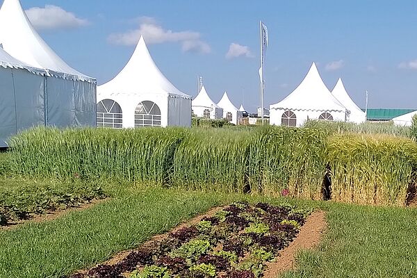 Zelte mit Salaten und Getreide im Vordergrund
