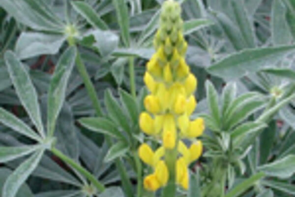 Foto: Wehling/Julius Kühn-Institut Blühende Gelbe Lupine