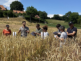 Sieben Personen in einem Weizen-Ackerbohne-Feld.