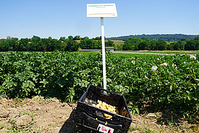 Eine Kiste mit Kartoffeln steht vor dem Versuchsfeld mit grünem Kartoffelkraut