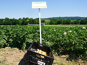 Eine Kiste mit Kartoffeln steht vor dem Versuchsfeld mit grünem Kartoffelkraut