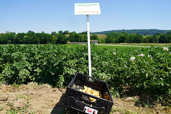 Eine Kiste mit Kartoffeln steht vor dem Versuchsfeld mit grünem Kartoffelkraut
