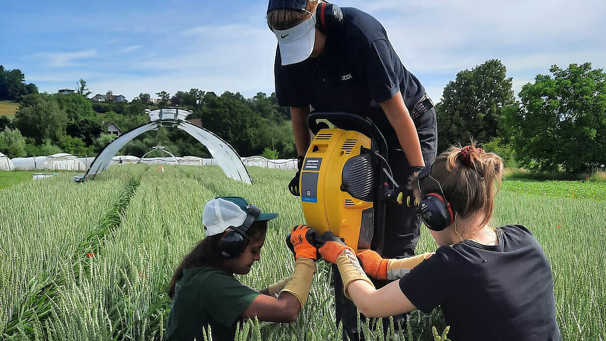 Drei Frauen in einem Getreidefeld bedienen eine Maschine.