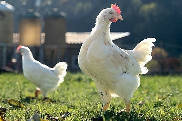 Ein weisses Huhn mit langgestrecktem Hals dreht den Kopf nach rechts, während sein Körper nach links zeigt. Im Hintergrund ist eine grüne Wiese und ein weiteres Huhn zu sehen.