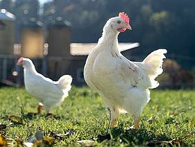 Ein weisses Huhn mit langgestrecktem Hals dreht den Kopf nach rechts, während sein Körper nach links zeigt. Im Hintergrund ist eine grüne Wiese und ein weiteres Huhn zu sehen.