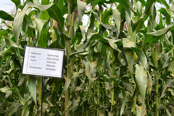 Close-up of several large maize plants on a field with red soil and an irrigation hose. A sign in the ground displays the following details: "Treatment: Organic High; Crop: Maize (H513); Inputs: 96KG N/ha, 55Kg P/ha; Planting date: 12/4/2016."