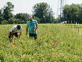 Deux personnes se tiennent dans un champ de plantes à fleurs.