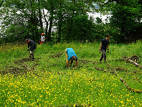 Vier Menschen sind auf einem Feld und sammeln Äste auf.