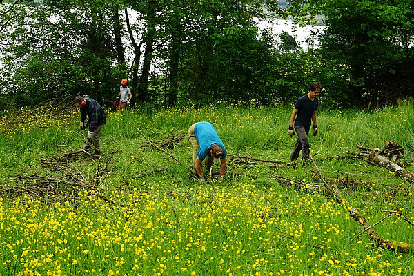 Vier Menschen sind auf einem Feld und sammeln Äste auf.