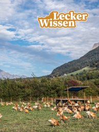 Hühner auf einer Weide in den Bergen.