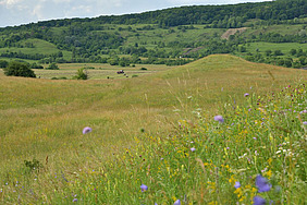 Wiese mit Blüten, dahinter bewaldete und bergige Flächen.