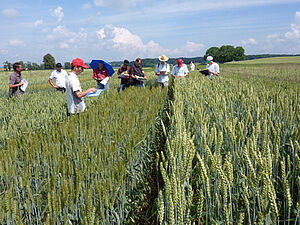 Feldbegehung der Bio-Winterweizensortenversuche (Bild: FiBL).