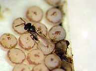 Parasitic wasp