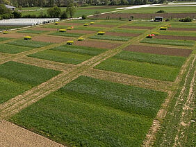 A field with growing crops that is separated into smaller units.