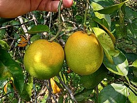 Citrus greening infected orange fruits
