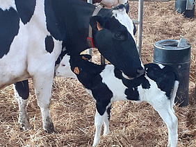 Une vache tachetée de noir avec son veau dans une étable.