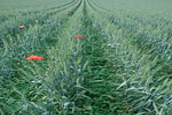 Anbausystem Weite Reihe: Winterweizen mit Kleegras als Bodenbedecker