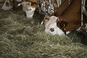 Cows eating