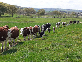 Un troupeau de vaches avec leurs veaux en route vers les pâturages.