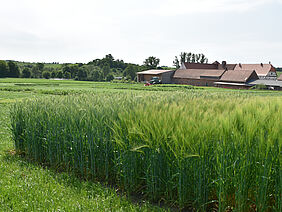 Gerste und Tritikale, im Hintergrund die Domäne